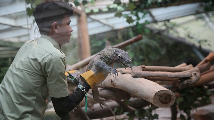 Taman Safari lepasliarkan 6 ekor komodo