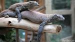 Momen TSI Lepasliarkan 6 Ekor Komodo Hasil Pengembanganbiakan