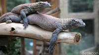 Kementerian Lingkungan Hidup dan Kehutanan (KLHK) bekerja sama dengan Taman Safari Indonesia dan PT Smelting memberangkatkan 6 ekor komodo.    