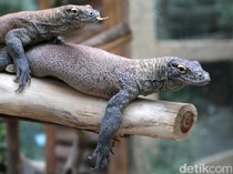 Taman Safari Indonesia Lepas 6 Komodo Hasil Penangkaran ke Alam