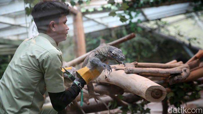Enak ekor komodo hasil pengembangbiakan Taman Safari Indonesia akan dilepasliarkan. 6 ekor komodo itu akan dilepas di Cagar Alam Wae Wuul, Nusa Tenggara Timur.