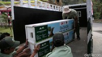 Komodo tersebut dimasukan ke dalam bok dan diangkut dengan truk.   