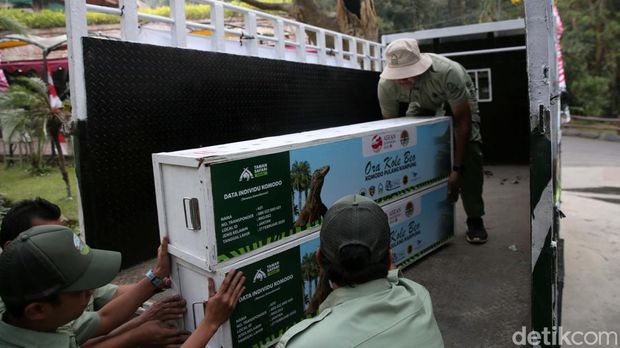 Enak ekor komodo hasil pengembangbiakan Taman Safari Indonesia akan dilepasliarkan. 6 ekor komodo itu akan dilepas di Cagar Alam Wae Wuul, Nusa Tenggara Timur.