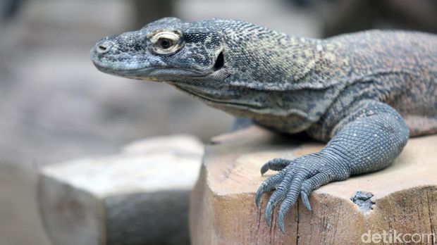 Enak ekor komodo hasil pengembangbiakan Taman Safari Indonesia akan dilepasliarkan. 6 ekor komodo itu akan dilepas di Cagar Alam Wae Wuul, Nusa Tenggara Timur.
