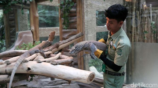 Enak ekor komodo hasil pengembangbiakan Taman Safari Indonesia akan dilepasliarkan. 6 ekor komodo itu akan dilepas di Cagar Alam Wae Wuul, Nusa Tenggara Timur.