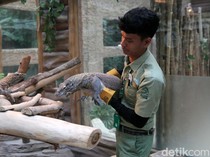 Cerita Totalitas Perawat Komodo di Taman Safari Indonesia, Pernah Digigit?