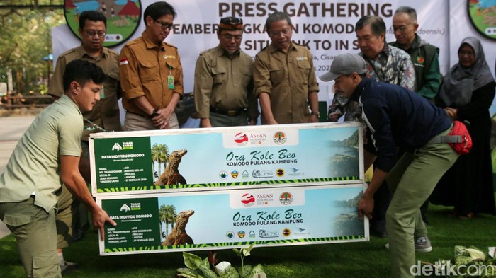 TSI Lepasliarkan 6 Ekor Komodo Hasil Pengembanganbiakan Enak ekor komodo hasil pengembangbiakan Taman Safari Indonesia akan dilepasliarkan. 6 ekor komodo itu akan dilepas di Cagar Alam Wae Wuul, Nusa Tenggara Timur.