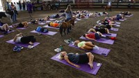 Uniknya kelas yoga dilakukan di sebuah kandang kuda.  