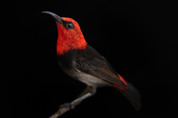 Burung Myzomela Irianawidodoae