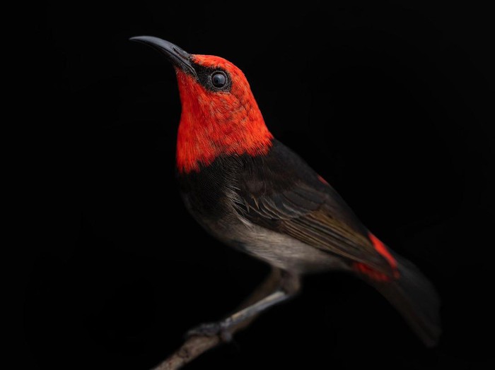 Burung Myzomela Irianawidodoae