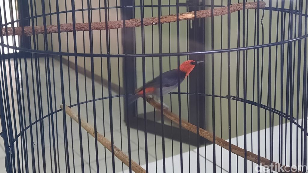 Burung Myzomela Irianawidodoae