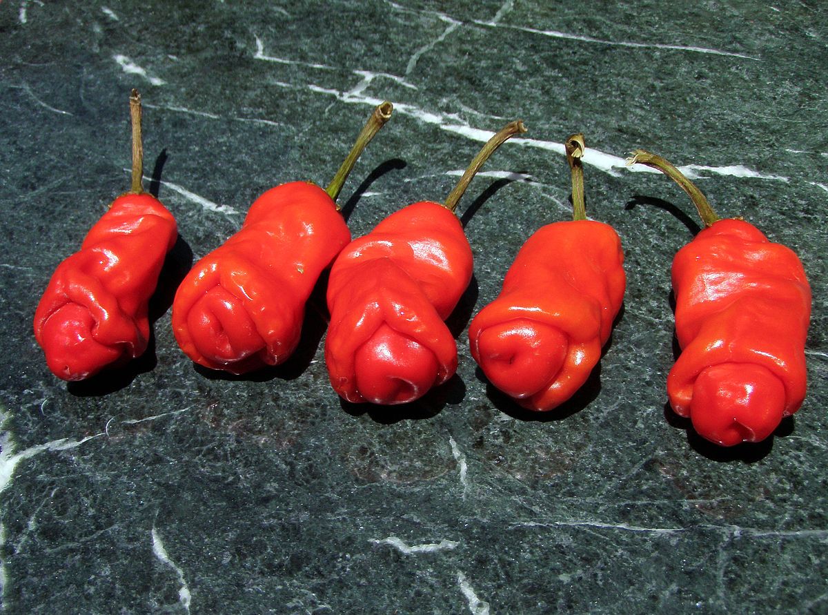 Cabai peter pepper