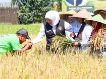 El Nino Godzilla Mengintai, Gubernur Khofifah Siapkan Strategi Pertanian