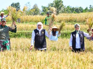 Jadi Penghasil Padi Terbanyak, Jatim Raih Penghargaan dari Kementan