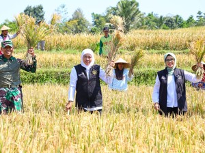 Jadi Penghasil Padi Terbanyak, Jatim Raih Penghargaan dari Kementan