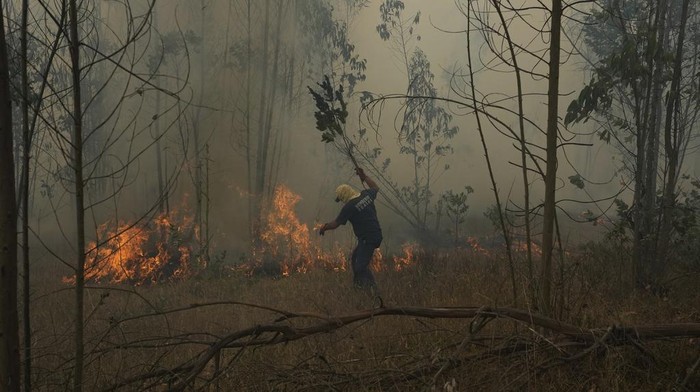 Cows graze as a fire burns in Soacha, near Bogota, Colombia, Monday, Aug. 14, 2023.  According to Soacha firefighters, at least 60 hectares of mountain farmland have been destroyed by the fire so far. (AP Photo/Fernando Vergara)