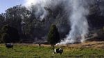 Hutan di Kolombia Hangus Dilalap Api