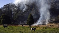 Api sulit dipadamkan karena hutan mengering dan angin kencang.  