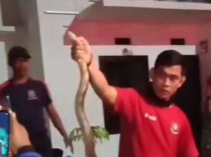 Ular King Cobra Masuk Permukiman Warga di Parepare, Damkar Evakuasi