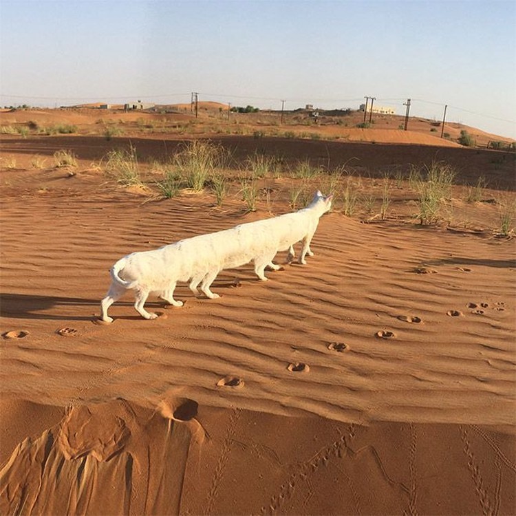 Potret Kucing Dalam Mode Panorama, Bikin Ngakak Potret Kucing Dalam Mode Panorama, Bikin Ngakak