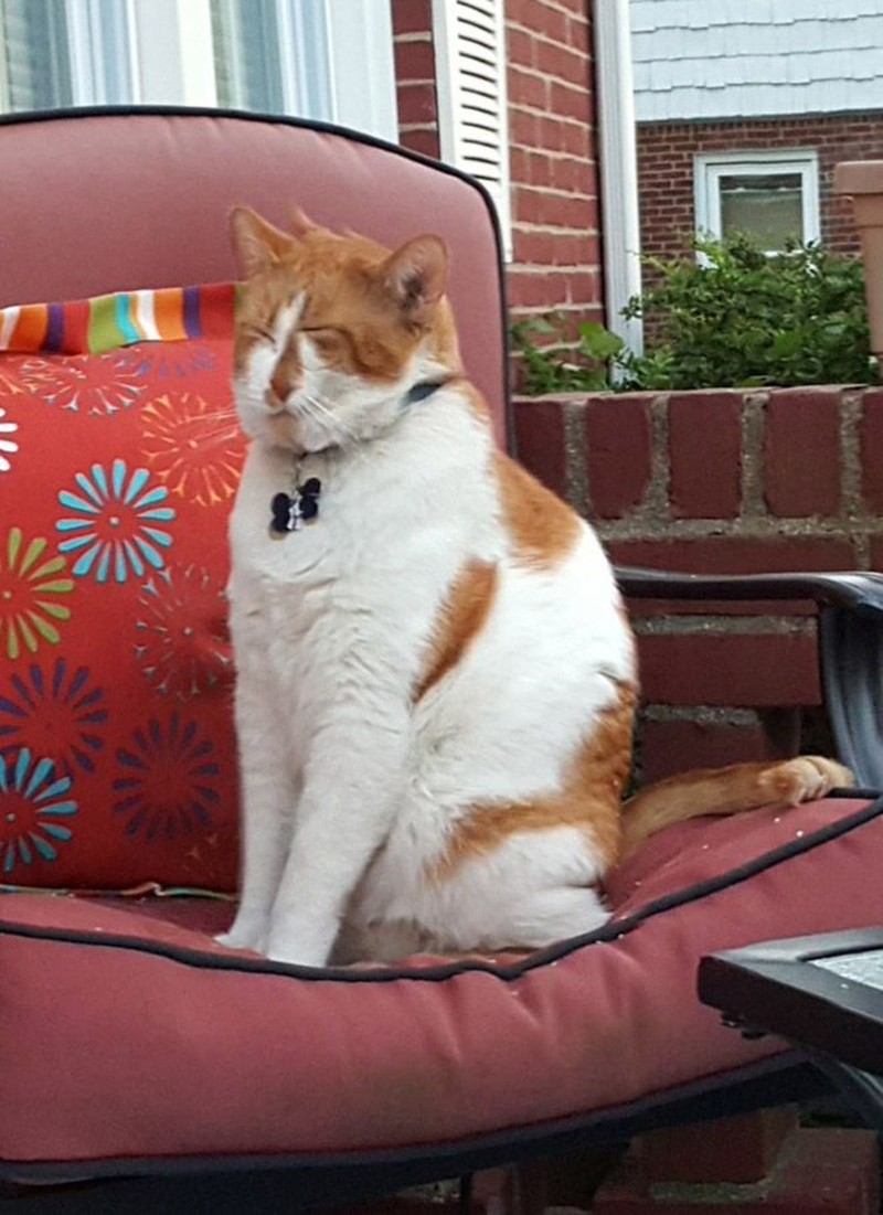 Potret Kucing Dalam Mode Panorama, Bikin Ngakak