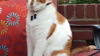 Wajah unik si kucing tetap menggemaskan. (Foto: sadanduseless)  