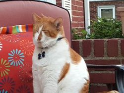 Potret Kucing Dalam Mode Panorama, Bikin Ngakak