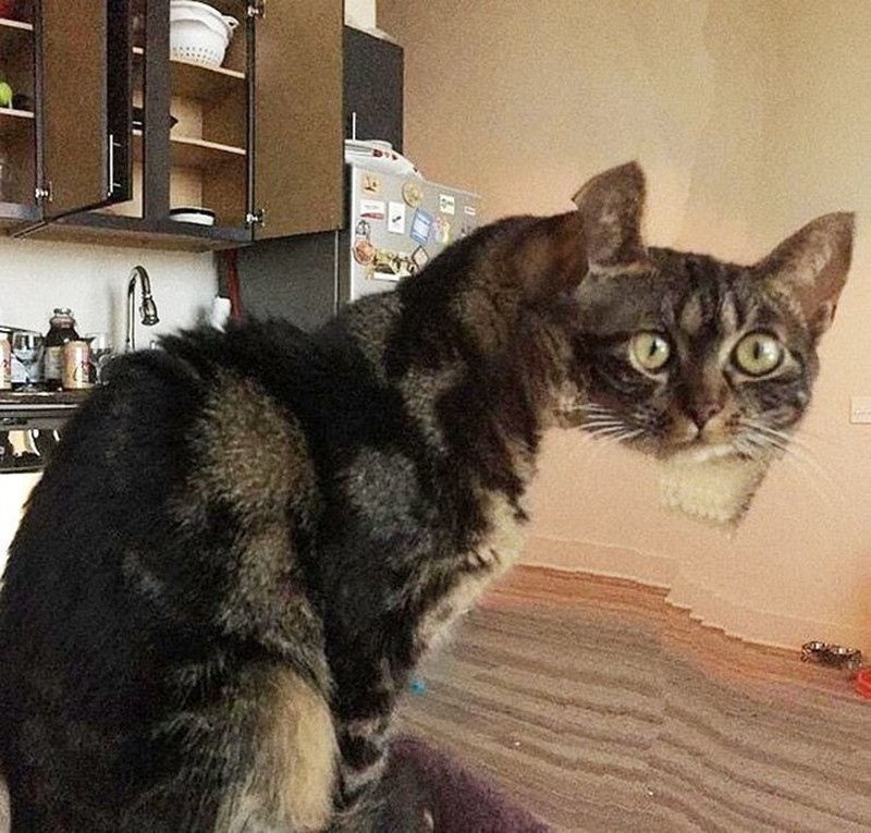 Potret Kucing Dalam Mode Panorama, Bikin Ngakak