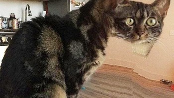 Kepalanya kok jadi misah? (Foto: sadanduseless)