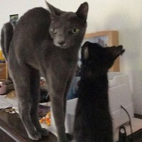 Potret Kucing Dalam Mode Panorama, Bikin Ngakak