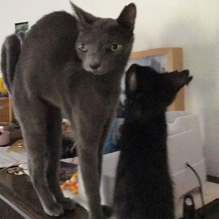 Potret Kucing Dalam Mode Panorama, Bikin Ngakak