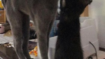 Badannya jadi gepeng. Foto: sadanduseless