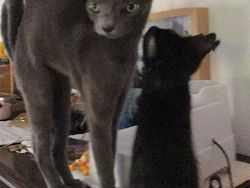 Potret Kucing Dalam Mode Panorama, Bikin Ngakak