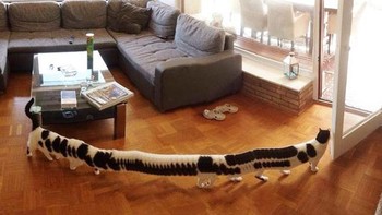 Ini kucing apa ulat berkaki seribu? (Foto: sadanduseless)