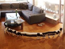 Potret Kucing Dalam Mode Panorama, Bikin Ngakak