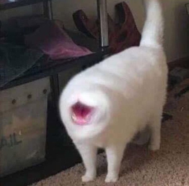 Potret Kucing Dalam Mode Panorama, Bikin Ngakak