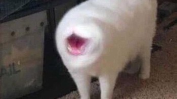 Hiii, cuma ada mulutnya saja, ke mana mata dan hidungnya? (Foto: sadanduseless)