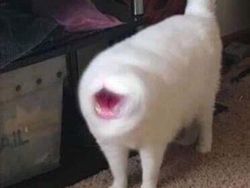 Potret Kucing Dalam Mode Panorama, Bikin Ngakak