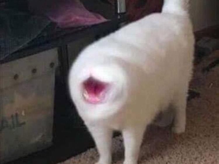 Potret Kucing Dalam Mode Panorama, Bikin Ngakak