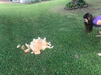Potret Kucing Dalam Mode Panorama, Bikin Ngakak