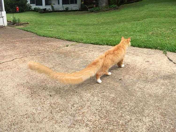 Potret Kucing Dalam Mode Panorama, Bikin Ngakak