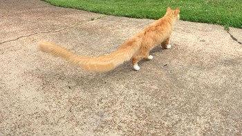 Si kucing oren punya ekor panjang. (Foto: sadanduseless)