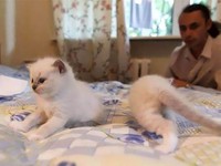 Potret Kucing Dalam Mode Panorama, Bikin Ngakak