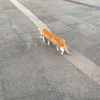 Potret Kucing Dalam Mode Panorama, Bikin Ngakak