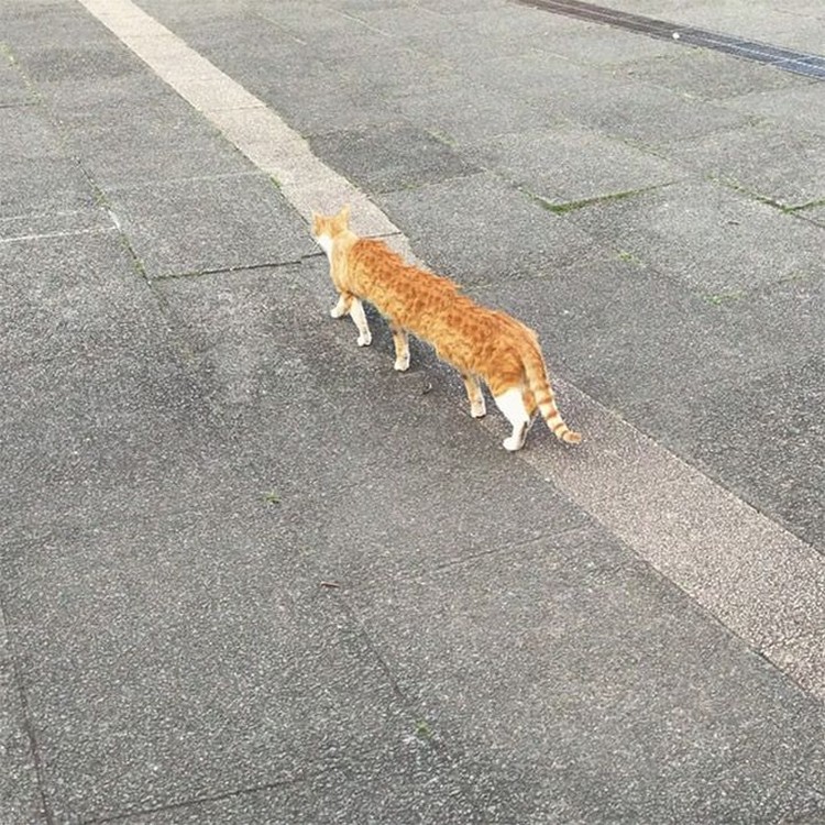 Potret Kucing Dalam Mode Panorama, Bikin Ngakak