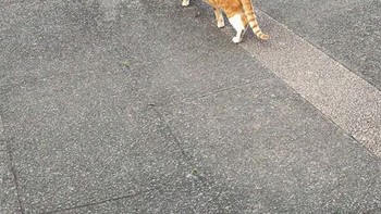 Si kocheng oren berjalan dengan tubuhnya yang panjang. (Foto: sadanduseless)