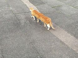 Potret Kucing Dalam Mode Panorama, Bikin Ngakak