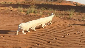 Kucing berkaki 10? (Foto: sadanduseless)  