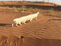 Potret Kucing Dalam Mode Panorama, Bikin Ngakak