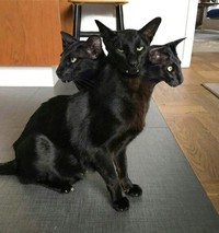 Potret Kucing Dalam Mode Panorama, Bikin Ngakak